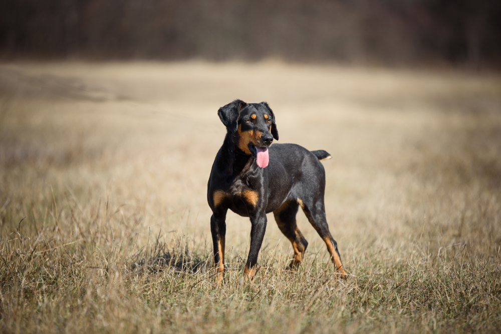 Hundförsäkring för Tyskjaktterrier