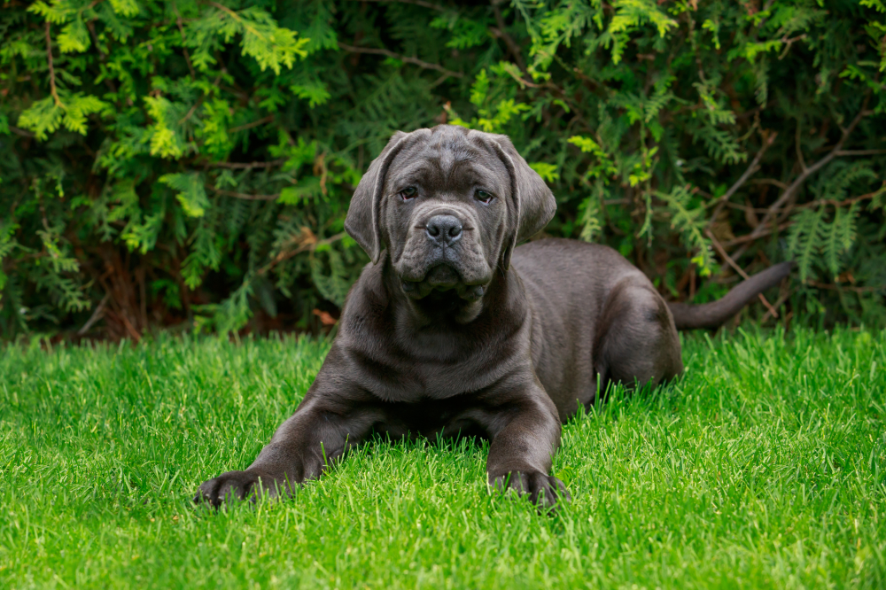Hundförsäkring för Cane Corso