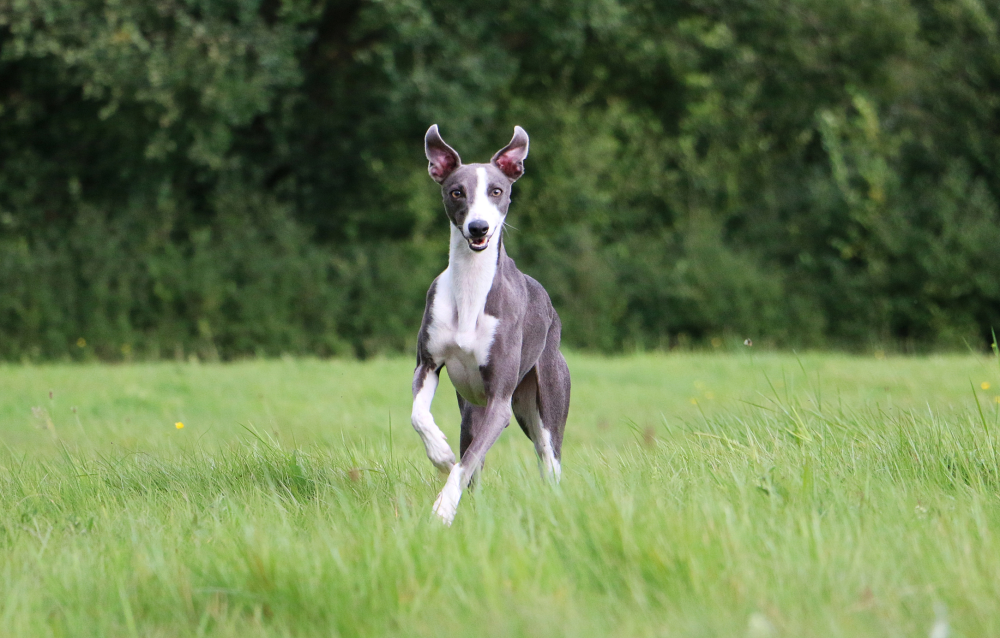 Hundförsäkring för Whippet