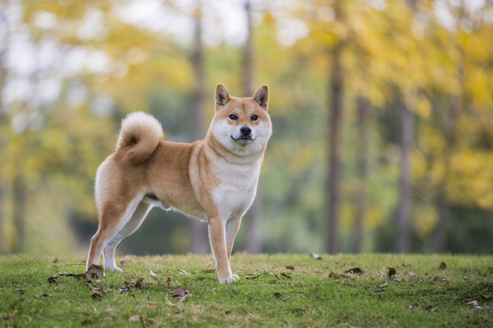 Hundförsäkring för Japansk Spets