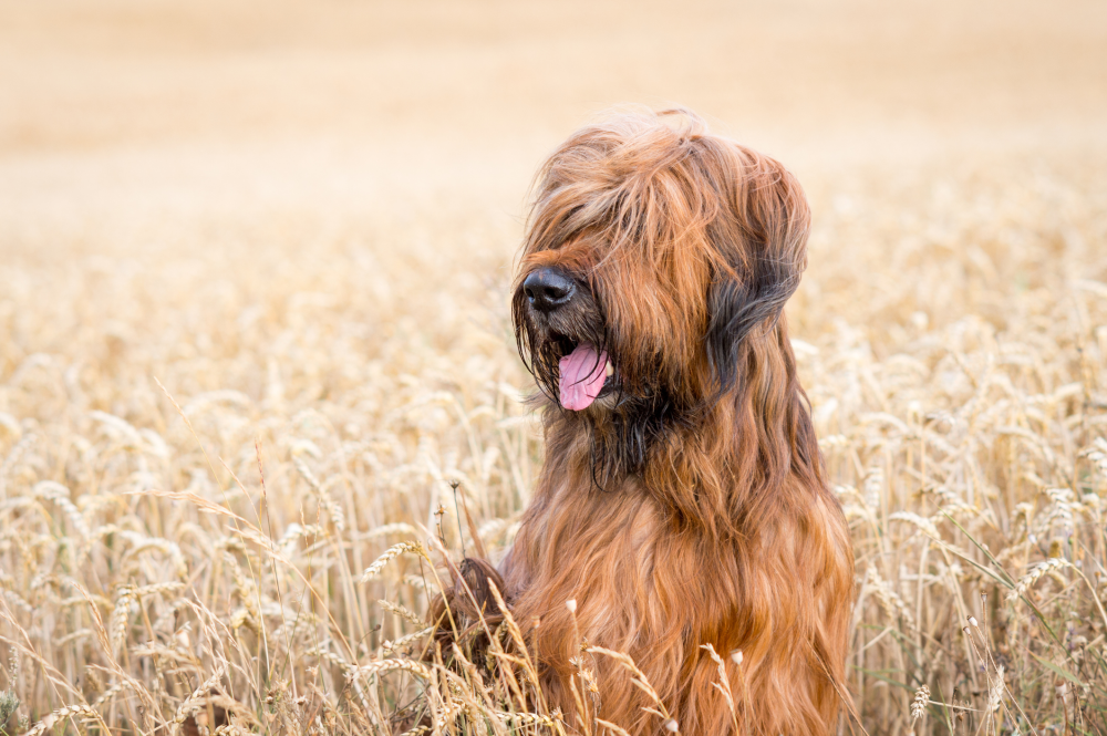 Hundförsäkring för Briard