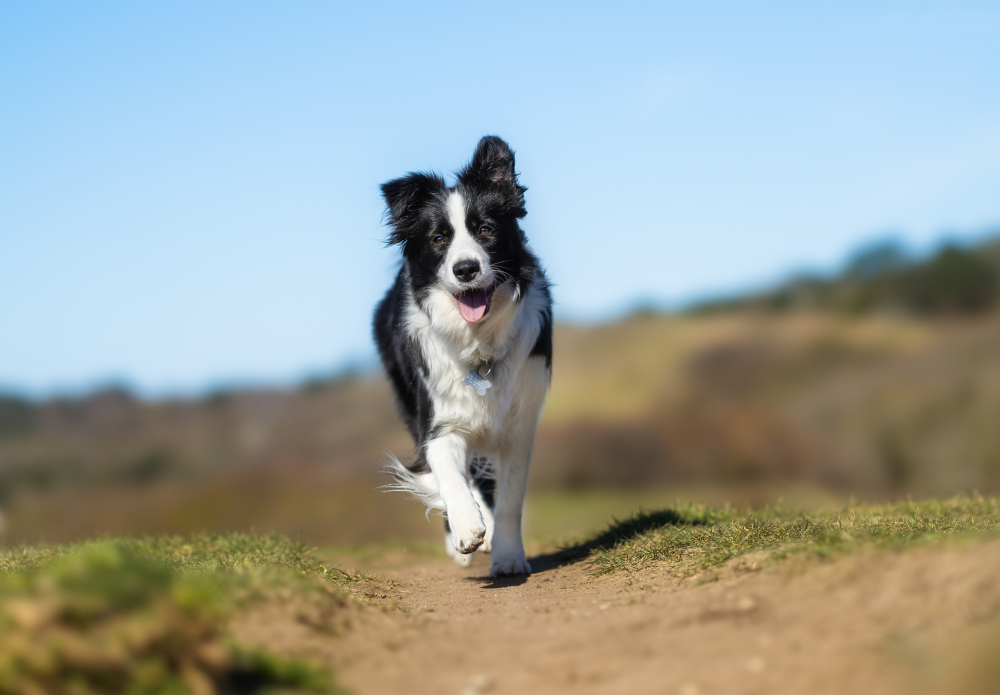 Hundförsäkring för Border Collie