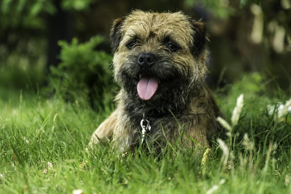 Hundförsäkring för Borderterrier