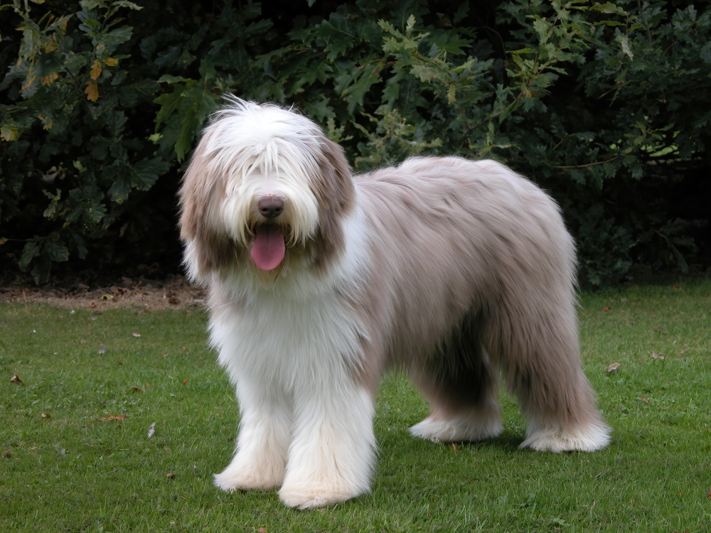 Hundförsäkring för Bearded Collie