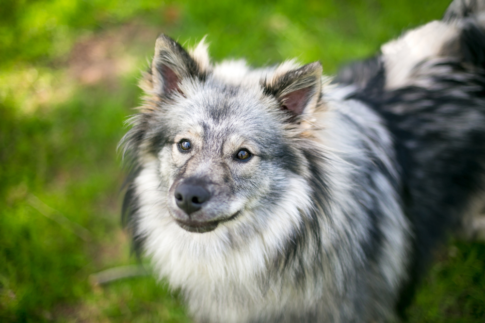 Hundförsäkring för Keeshond