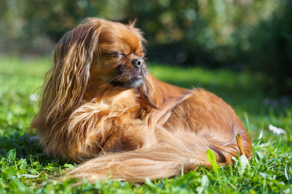 Hundförsäkring för Tibetansk Spaniel