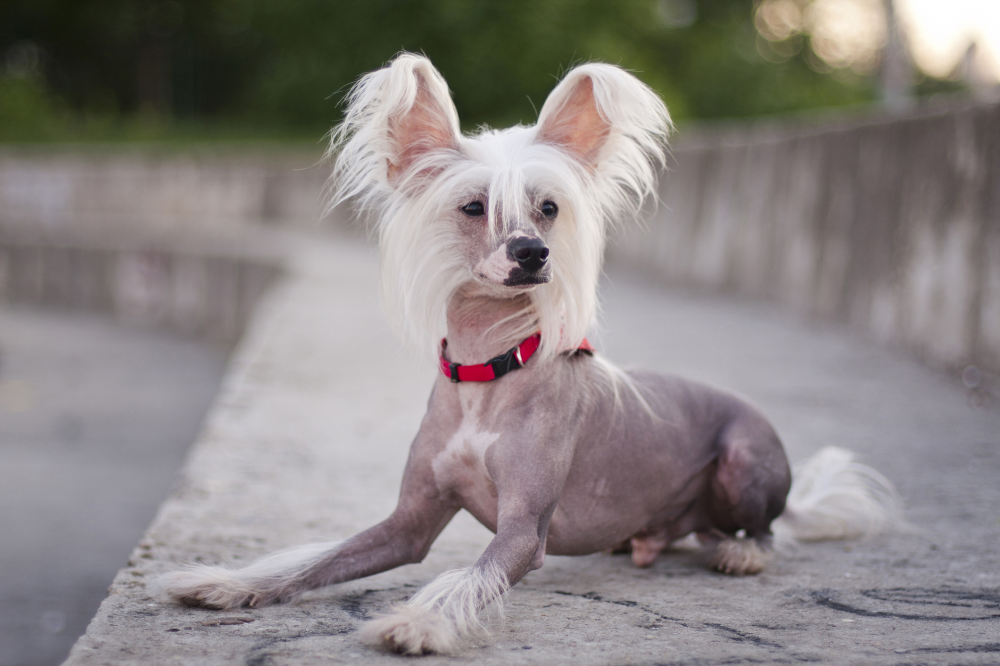 Hundförsäkring för Chinese Crested Dog