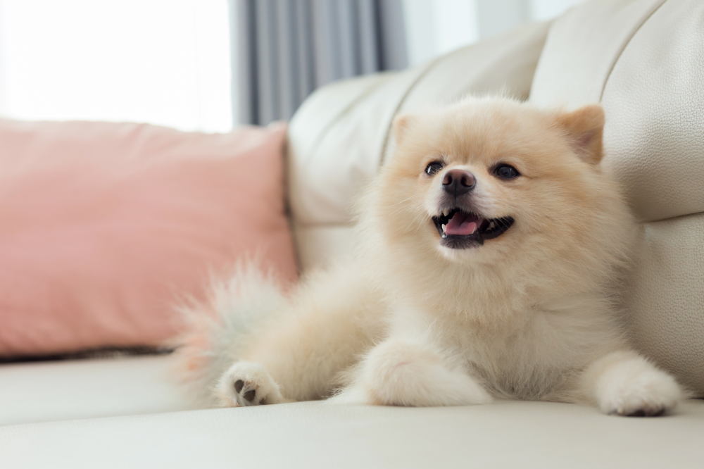 Hundförsäkring för Pomeranian