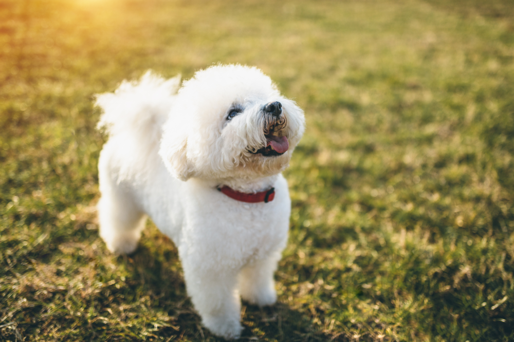 Hundförsäkring för Bichon Frisé
