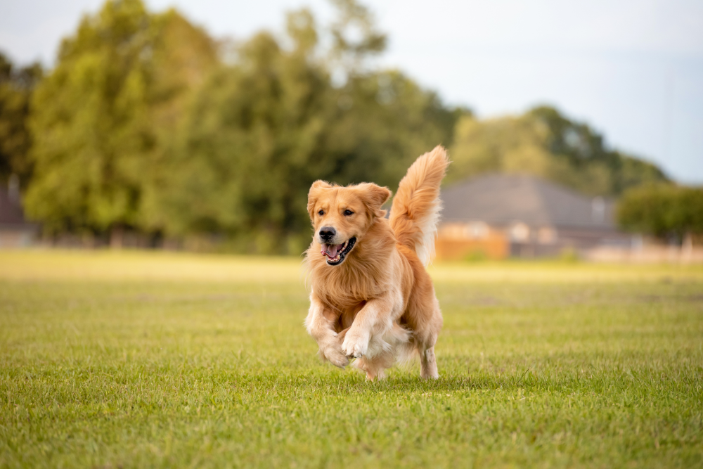 Hundförsäkring för Golden Retriever