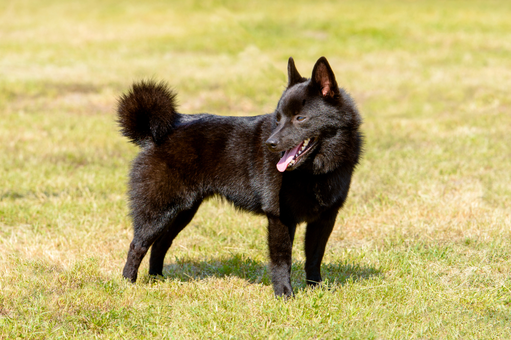 Hundförsäkring för Schipperke