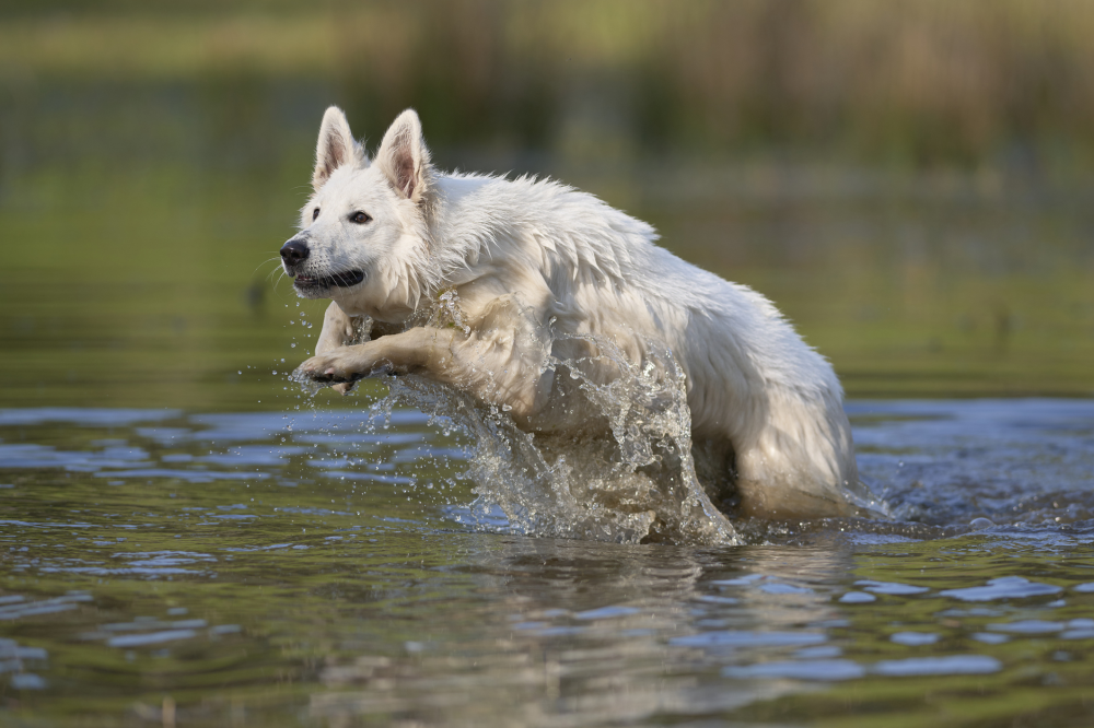 Hundförsäkring för Vit Herdehund