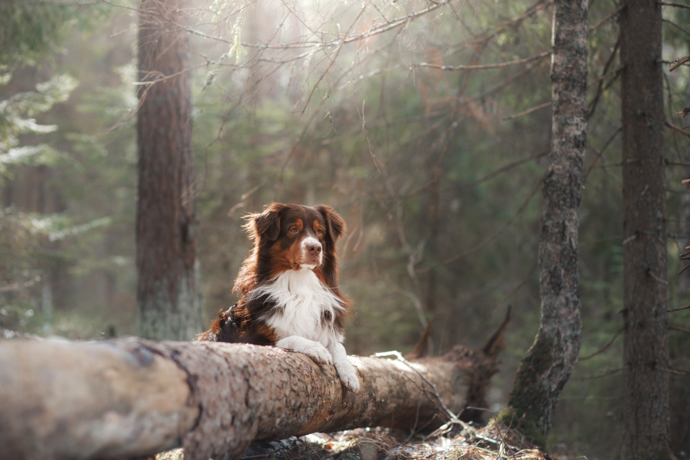 Hundförsäkring för Australian Shepherd