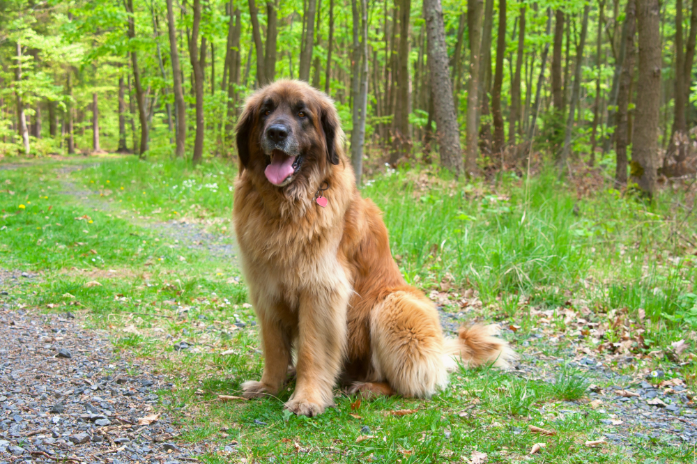 Hundförsäkring för Leonberger