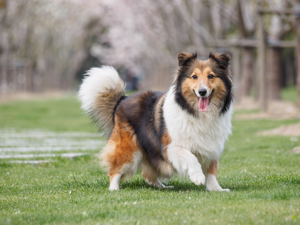 Hundförsäkring för Shetland Sheepdog