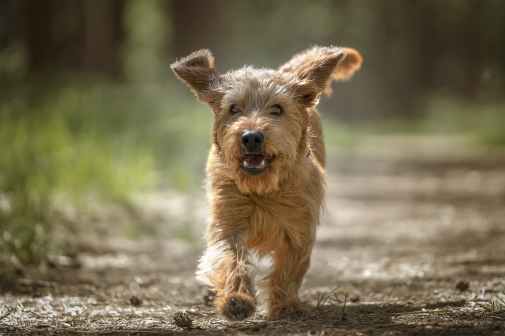 Hundförsäkring för Basset Fauve De Bretagne
