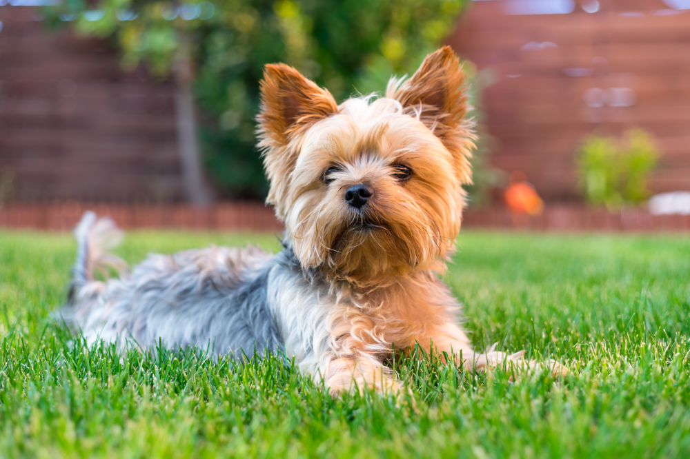 Hundförsäkring för Yorkshireterrier
