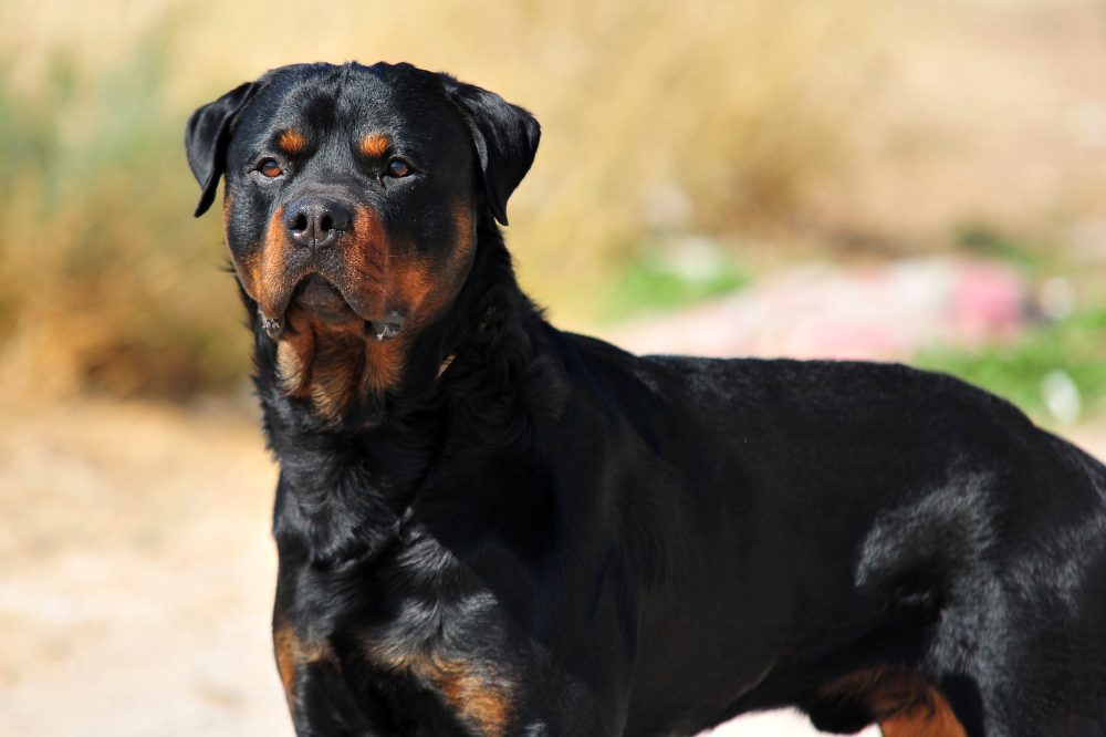 Hundförsäkring för Rottweiler