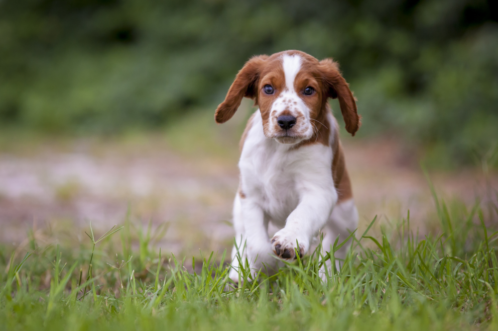 Hundförsäkring för Welsh Springer Spaniel