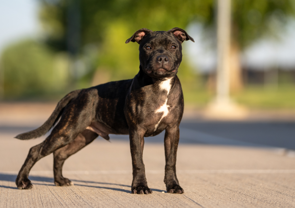 Hundförsäkring för Staffordshire Bullterrier