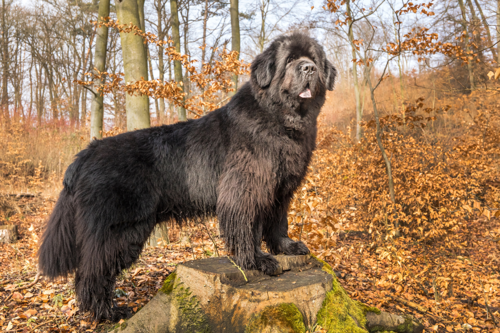 Hundförsäkring för Newfoundlandshund