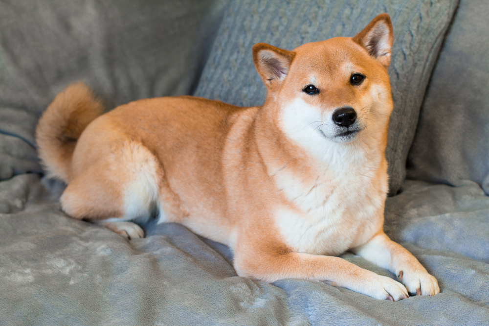 Hundförsäkring för Shiba
