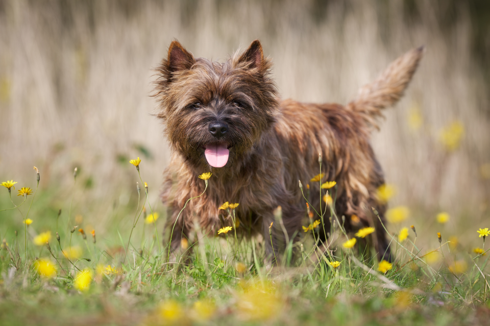 Hundförsäkring för Cairnterrier