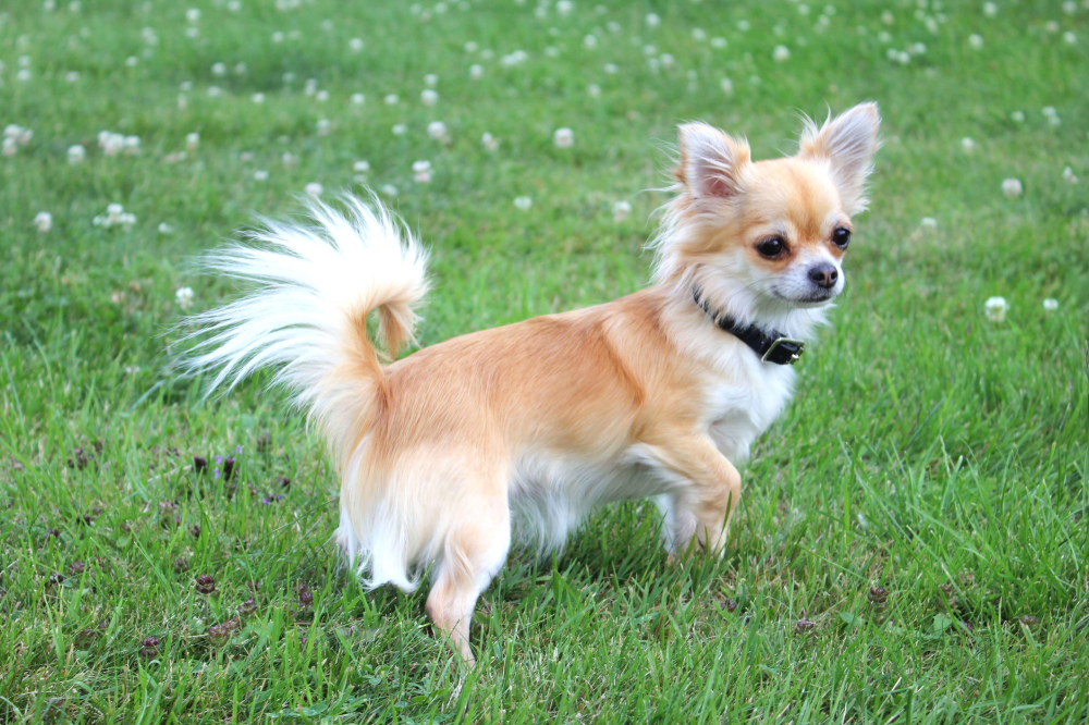 Hundförsäkring för Chihuahua