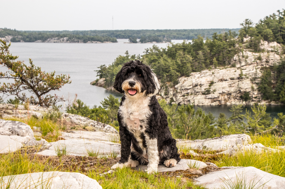Hundförsäkring för Portugisisk Vattenhund