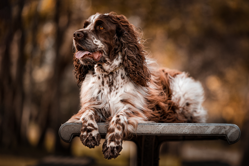 Hundförsäkring för Engelsk Springer Spaniel