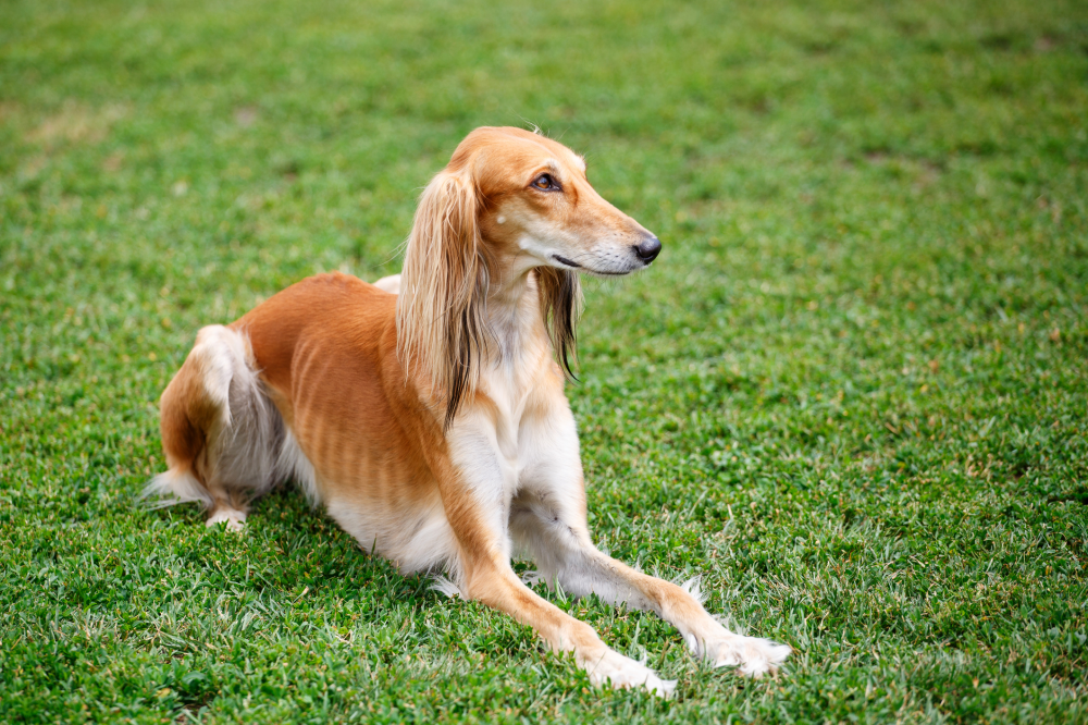 Hundförsäkring för Saluki
