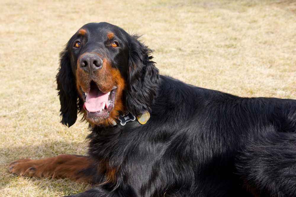 Hundförsäkring för Gordonsetter