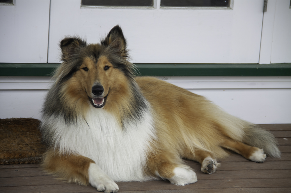 Hundförsäkring för Collie