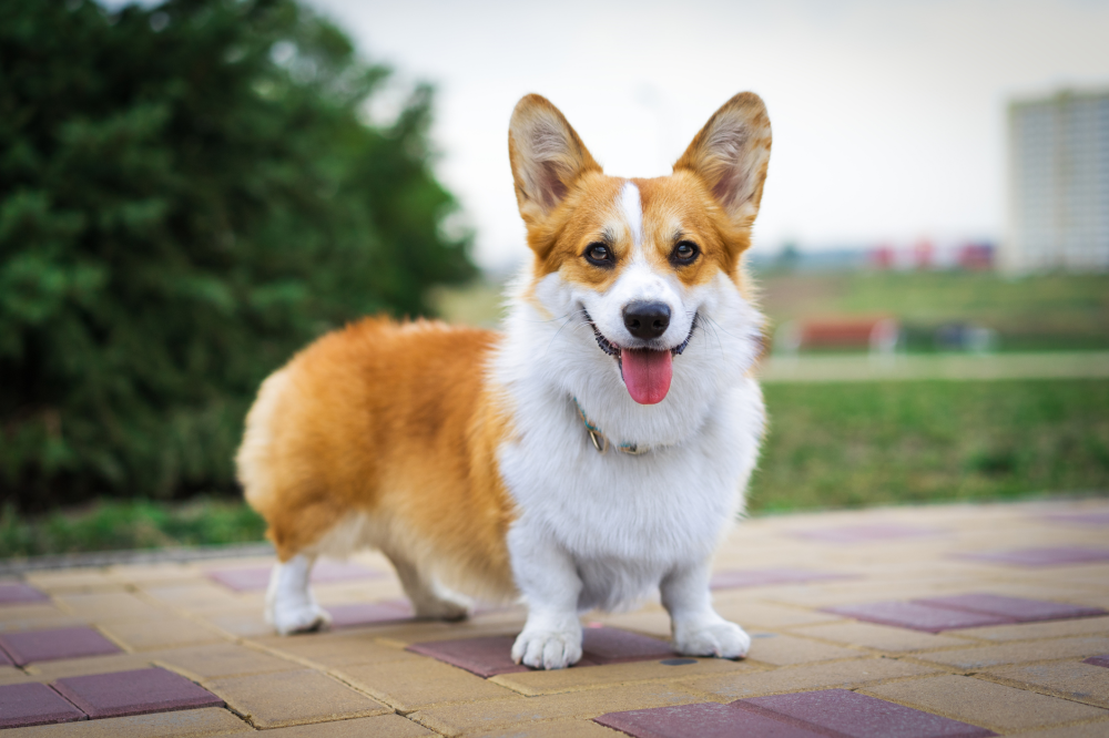 Hundförsäkring för Welsh Corgi