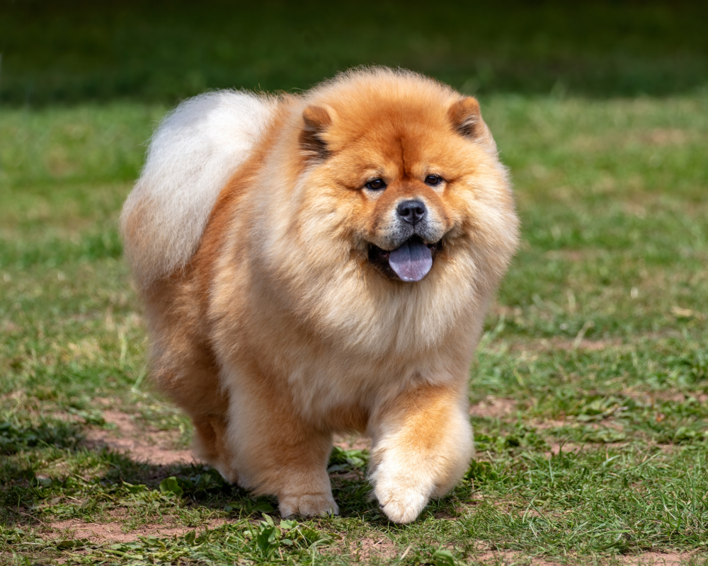 Hundförsäkring för Chow-chow