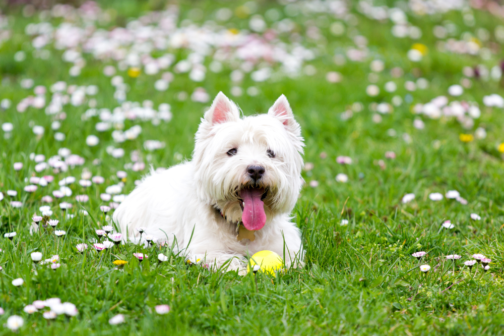 Hundförsäkring för West Highland White Terrier