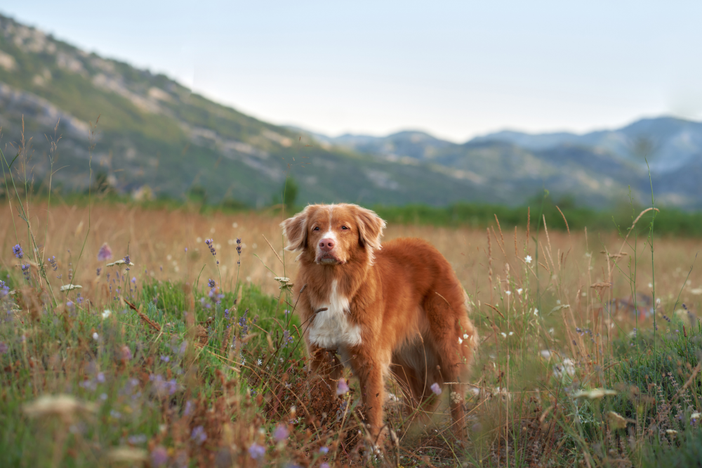 Hundförsäkring för Nova Scotia Duck Tolling Retriever