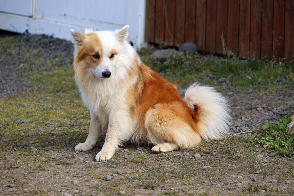 Hundförsäkring för Isländsk Fårhund