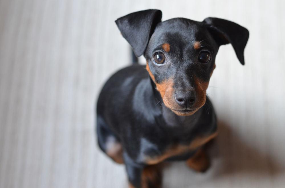 Hundförsäkring för Pinscher