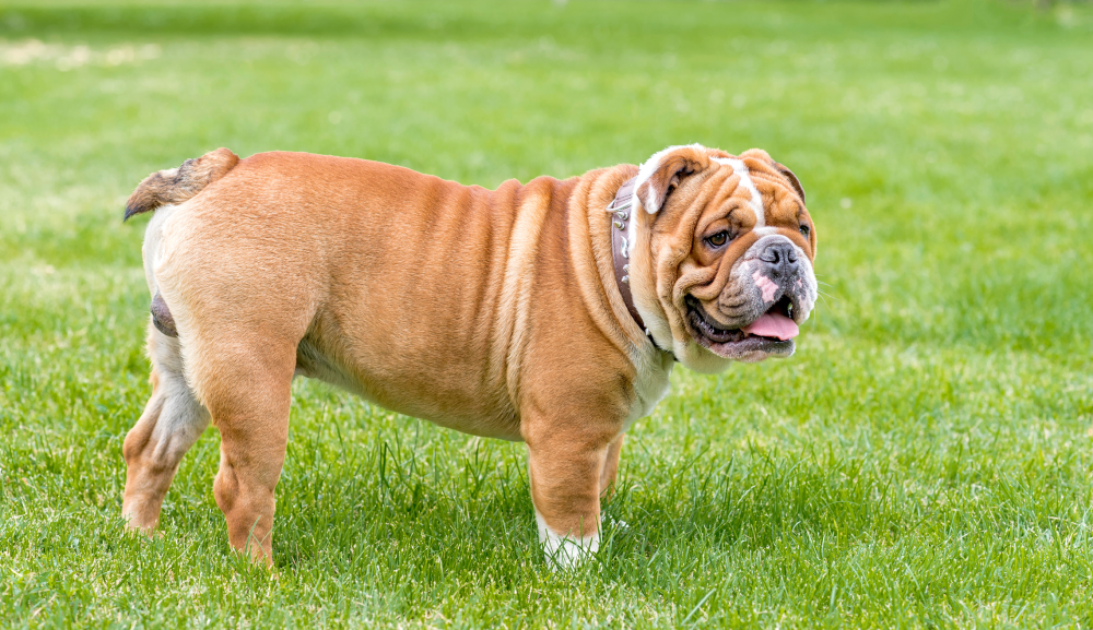 Hundförsäkring för Engelsk Bulldogg