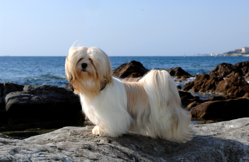Hundförsäkring för Lhasa Apso