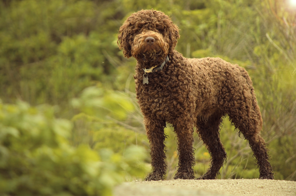 Hundförsäkring för Lagotto Romagnolo