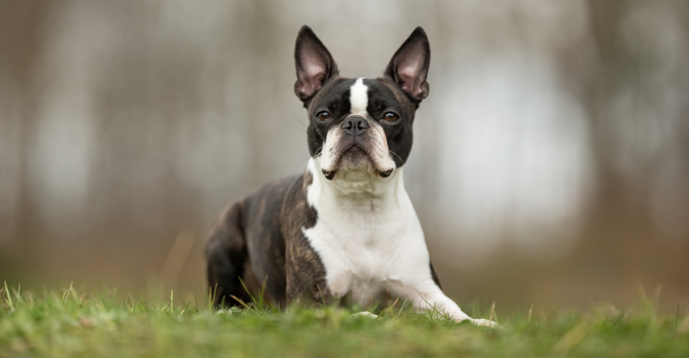 Hundförsäkring för Bostonterrier