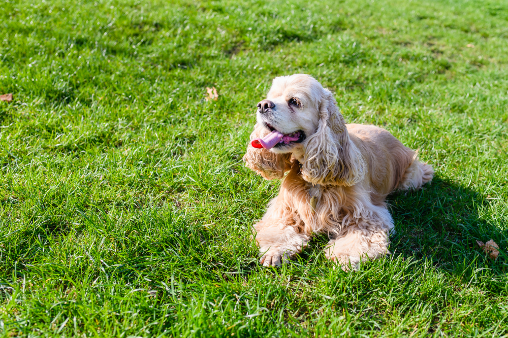 Hundförsäkring för Amerikansk Cocker Spaniel