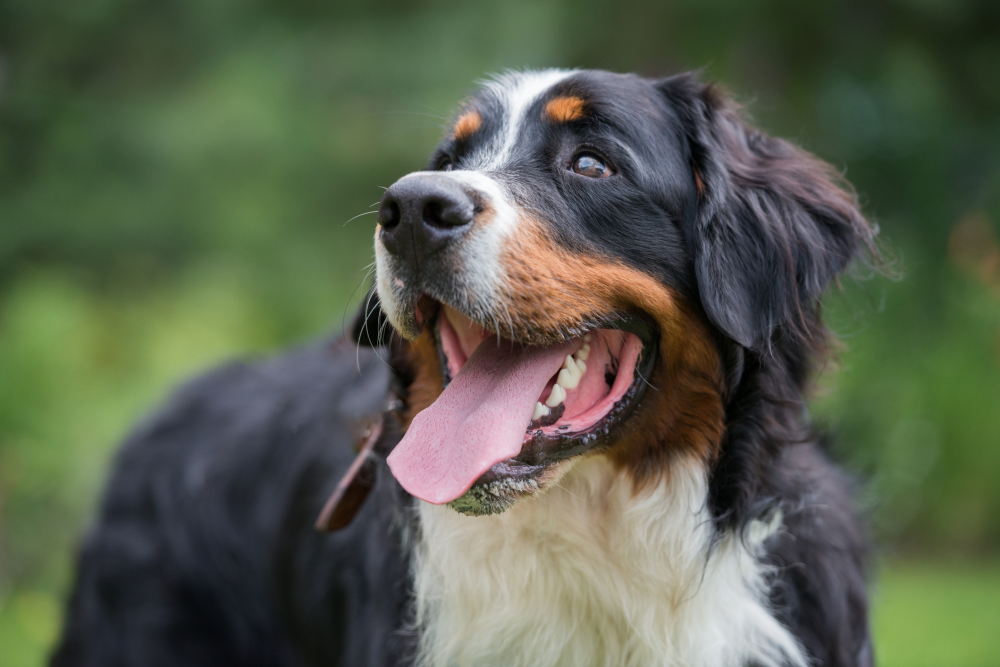 Hundförsäkring för Berner Sennenhund