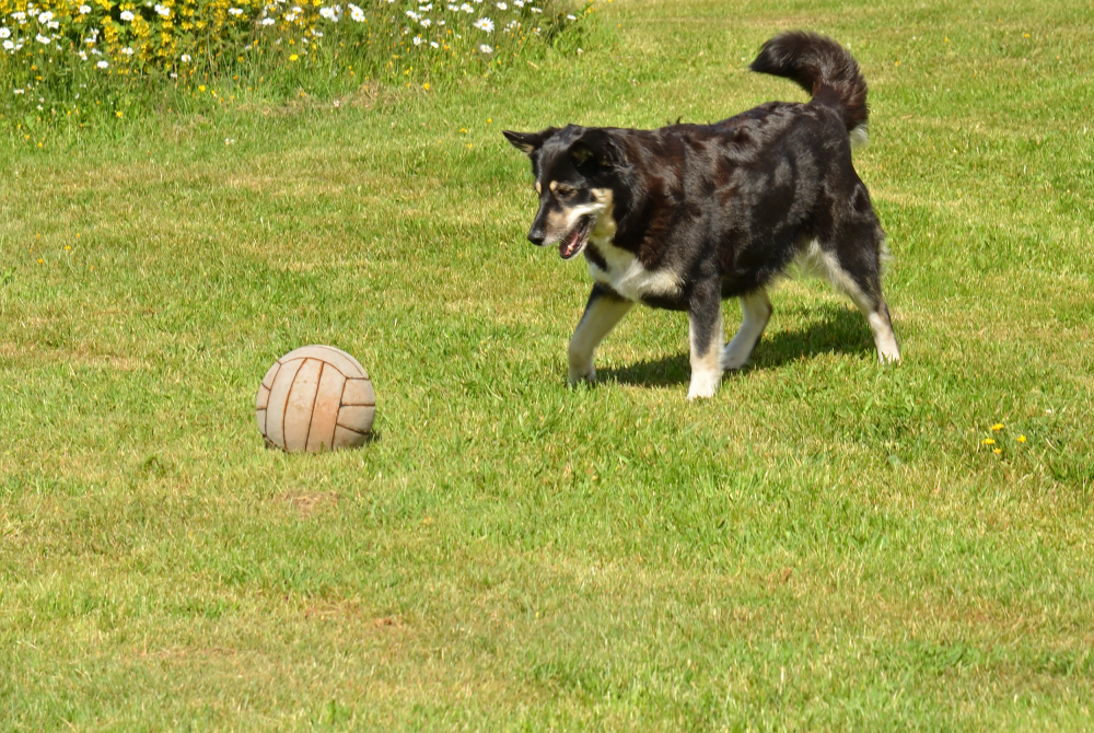 Hundförsäkring för Svenska Lapphund