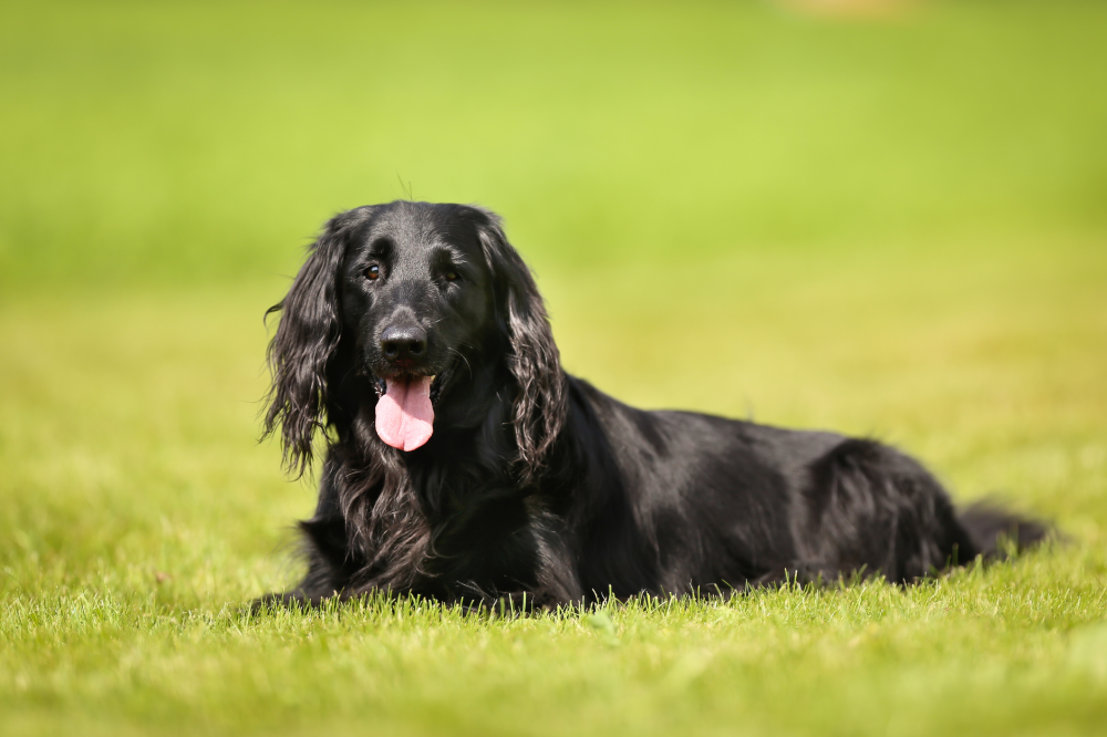 Hundförsäkring för Flatcoated Retriever