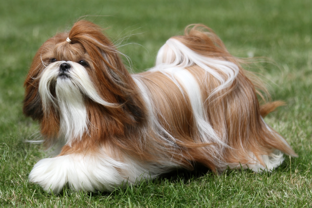 Hundförsäkring för Shih Tzu
