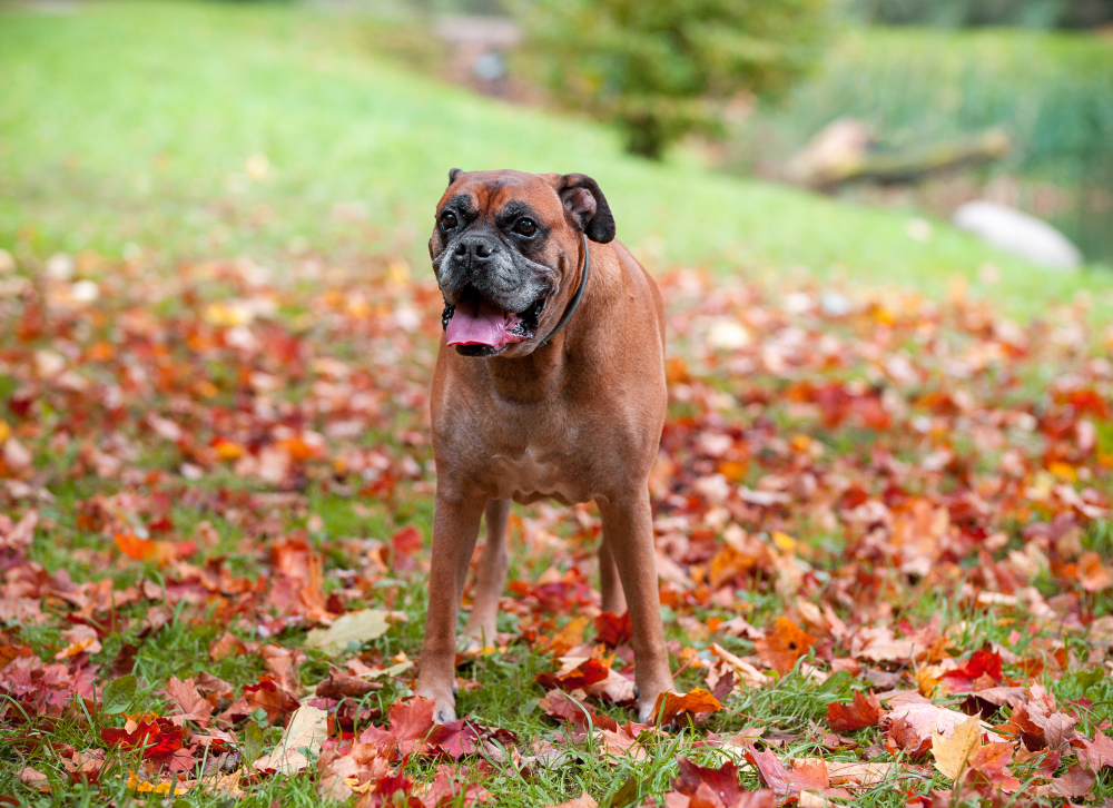 Hundförsäkring för Boxer