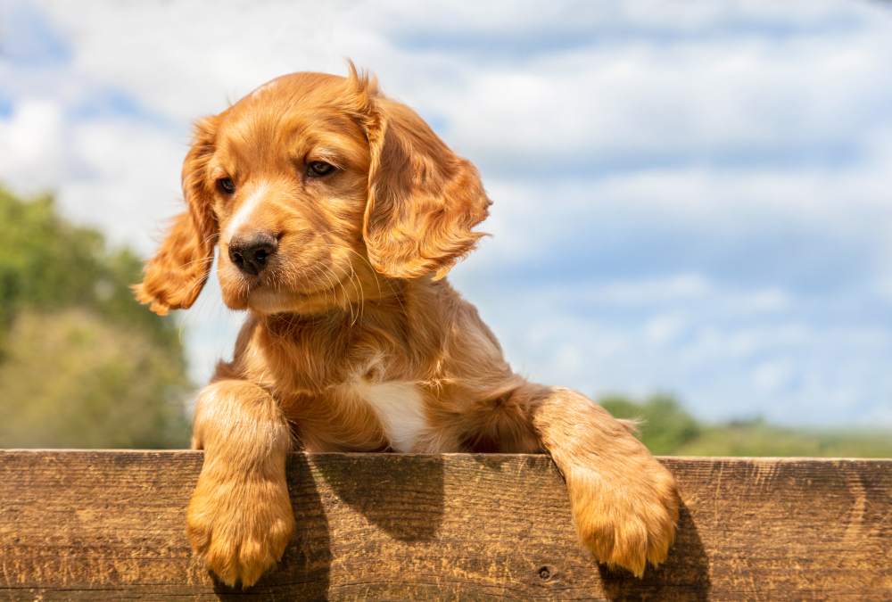 Hundförsäkring för Cocker Spaniel
